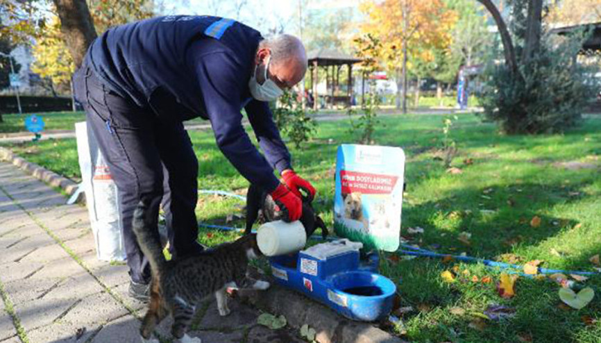 Sokağa çıkma yasağında sokak hayvanları unutulmadı Sokağa çıkma yasağında sokak hayvanları unutulmadı