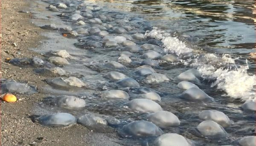 Avcılar ve Yeşilköy sahilinde korkutan dev denizanaları