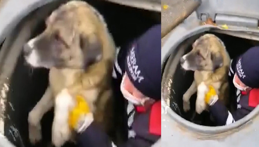 Konyada konteynera düşen köpeği temizlik görevlisi kurtardı
