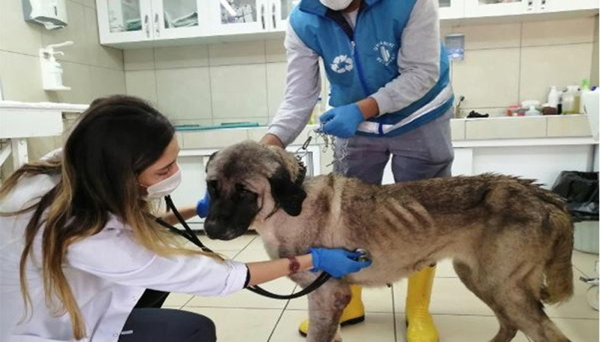 Terk edilen yaşlı köpeğe belediye sahip çıktı