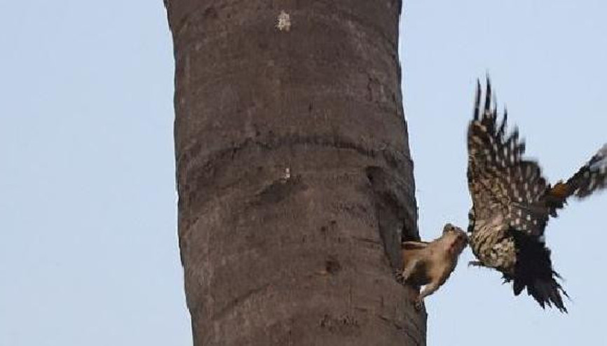 Hindistan’da sincap ile ağaçkakanın kavga anı görüntülendi