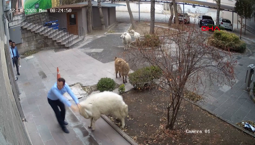 Görüntüler Nevşehirden... Belediyeye girmeye çalışan koyun sürüleri ilginç görüntüler oluşturdu