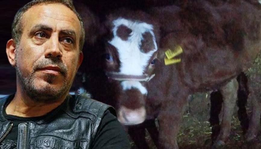 Haluk Levent, cinsel saldırıya uğrayan buzağı ve annesini satın aldı
