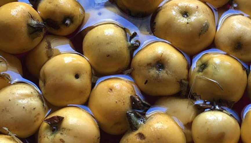 Antioksidan ve şifa deposu alıç meyvesi Antioksidan ve şifa deposu alıç meyvesi