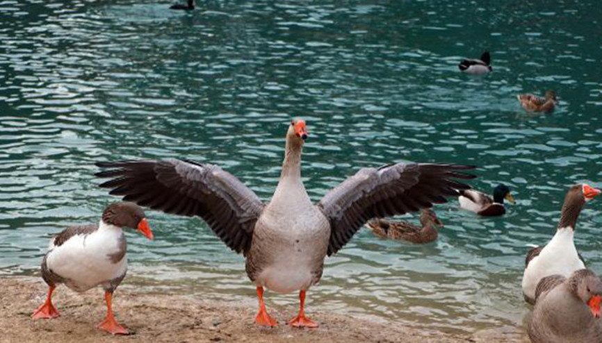 Kısıtlamada kaz ve ördeklerin ekmek mücadelesi Kısıtlamada kaz ve ördeklerin ekmek mücadelesi