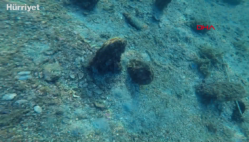 Akdeniz ve Egeden sonra Marmarada toplu pina ölümü Akdeniz ve Egeden sonra Marmarada toplu pina ölümü