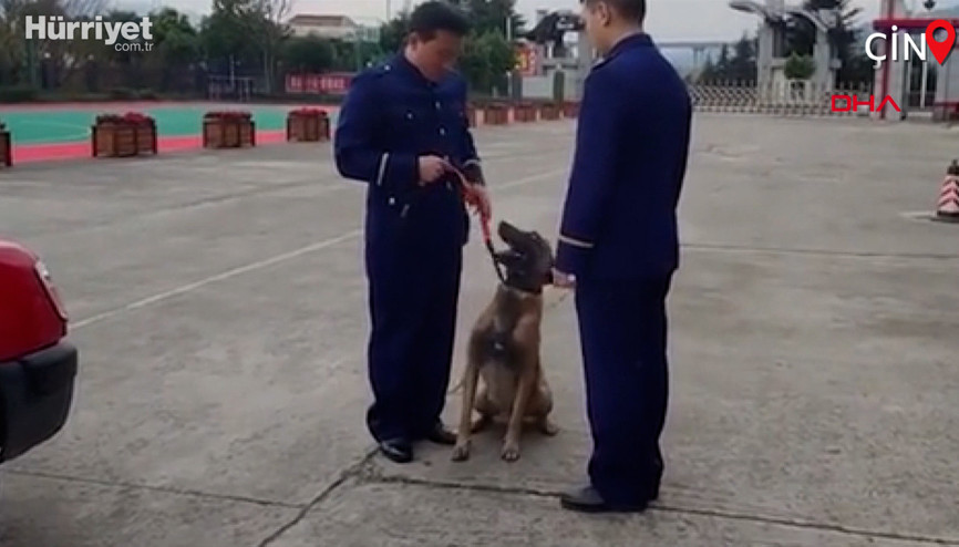 Sevimli köpek, emekli olan eğitimcisinin peşini bırakmadı