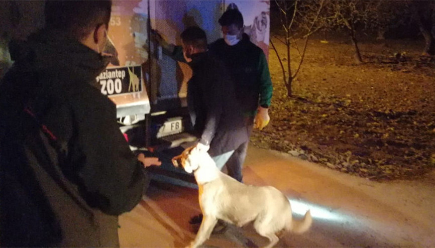 Gaziantepte köpek dövüşüne baskın