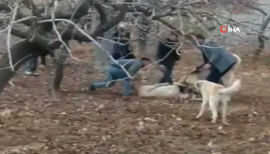 Jandarmadan köpek dövüşüne baskın kamerada