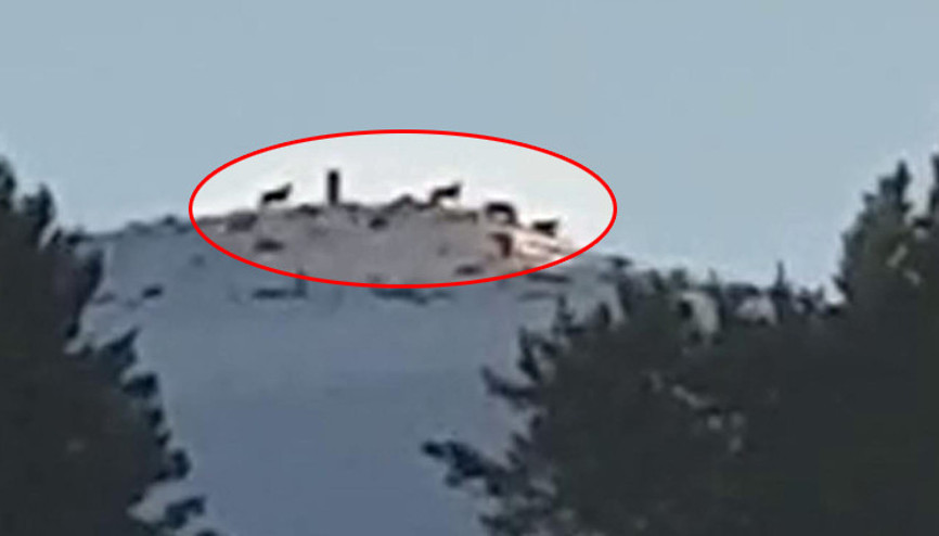 Yer Ardahan... Kurt sürüsü böyle görüntülendi...