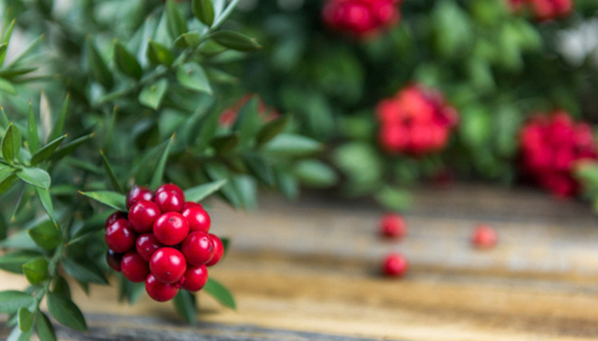 Evinize şans getirecek... Kokina çiçeği nasıl yapılır