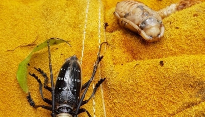 Drakula Böceği nedir ve zararları nelerdir