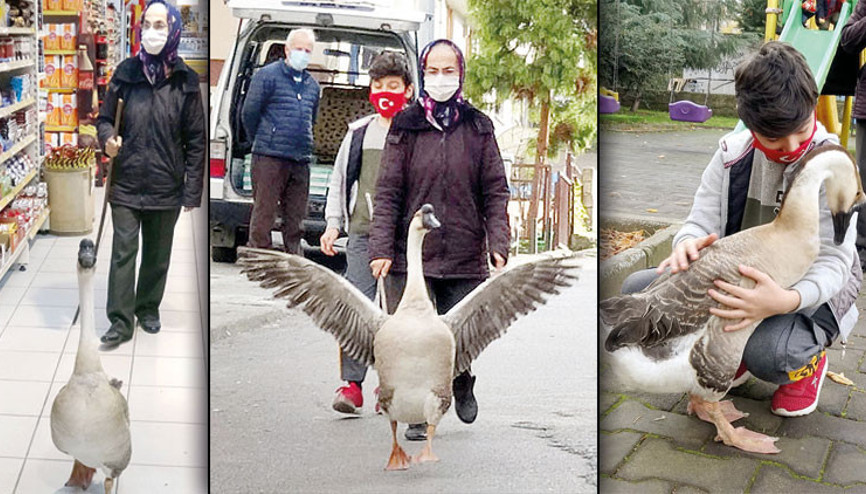 ‘Torun gibi’