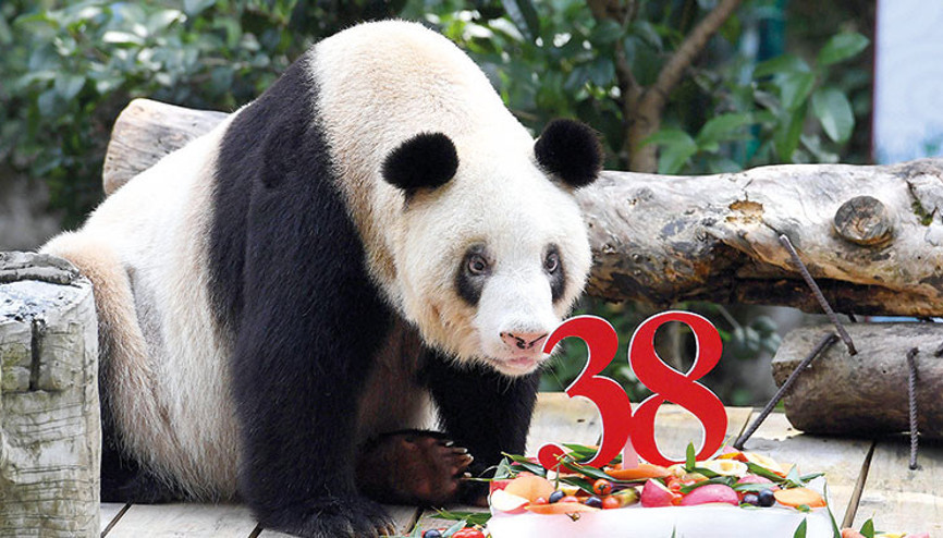 En yaşlı panda öldü