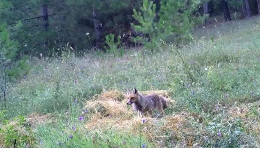 Ormanlardaki yaşam foto kapanlarla izleniyor