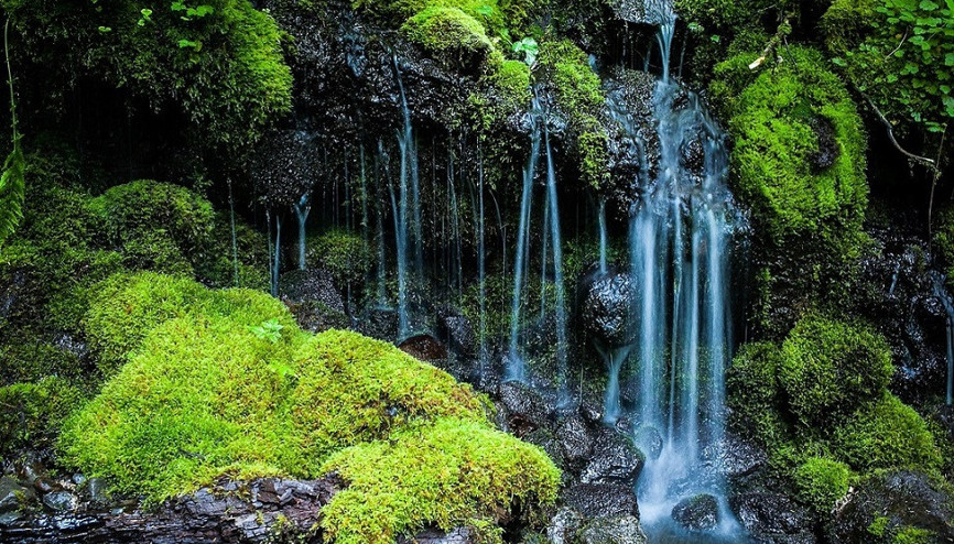Kuzey Amerikada, yağmur ormanlarının bulunduğu ulusal park: Olympic Kuzey Amerikada, yağmur ormanlarının bulunduğu ulusal park: Olympic