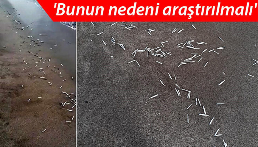 Patara Plajında çok sayıda yavru balık kıyıya vurdu