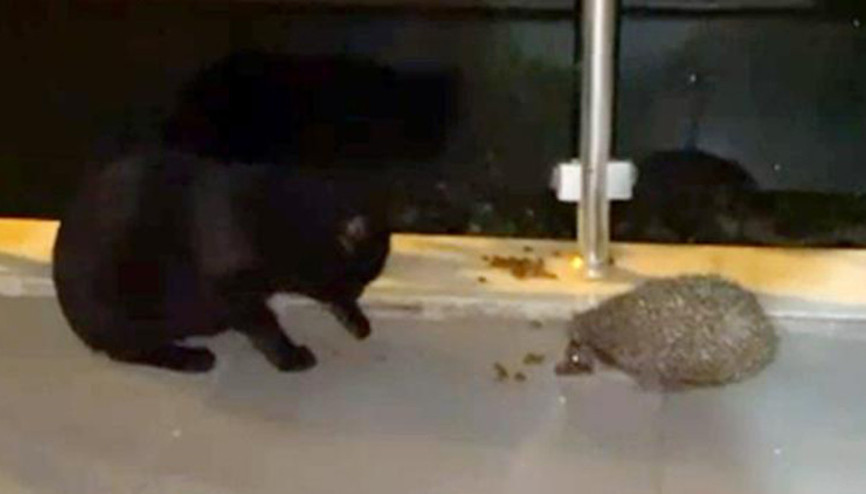 Kirpi, balkona kedi için koyulan mamayı yedi