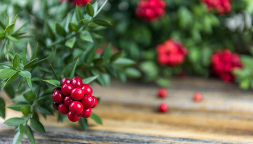 Yılbaşı çiçeği olarak biliniyor: Kokina suya konur mu, bakımı nasıl olmalı