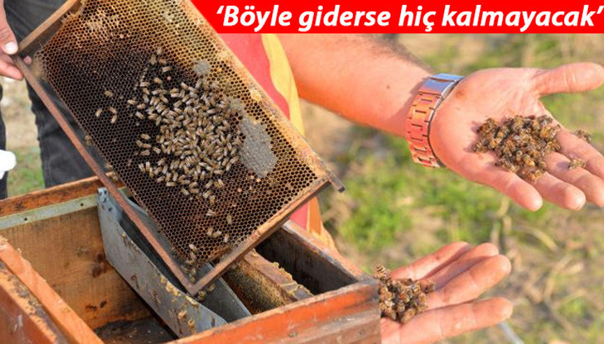 Son dakika haberler: Adanada korkutan arı ölümleri On binlercesi...