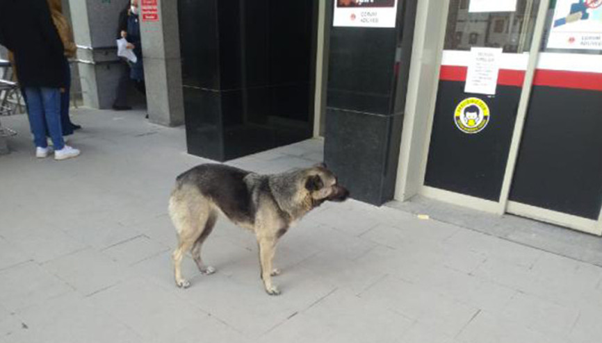 Sahibini bekleyen köpek, adliye kapısından ayrılmadı