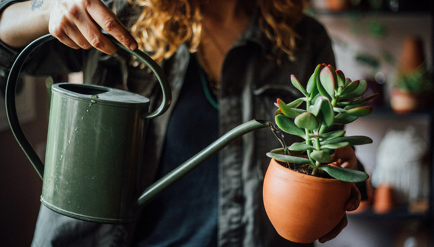Uzaktayken bitkilerinizi sulamanın 5 harika yolu