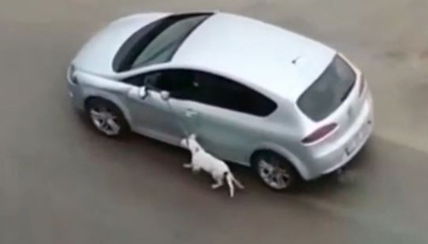 Antalyada köpeğe eziyet eden cani yakalandı