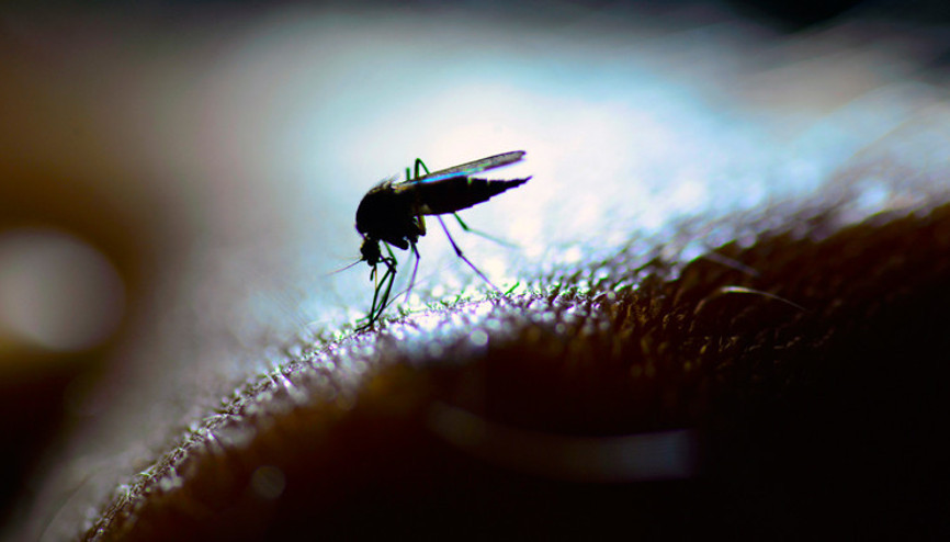 Kapıda bekleyen tehlike: Batı Nil virüsü ve Zika virüsüne dikkat Kapıda bekleyen tehlike: Batı Nil virüsü ve Zika virüsüne dikkat