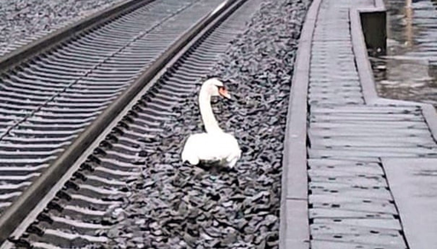 Eşinin yasını tutan kuğu Almanyada tren seferlerini aksattı Eşinin yasını tutan kuğu Almanyada tren seferlerini aksattı