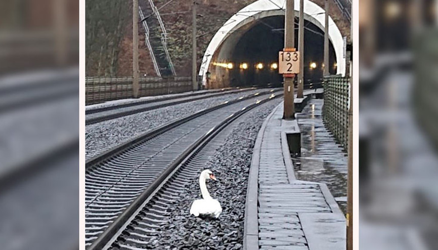 Eşinin yasını tutan kuğu, tren seferlerini durdurdu
