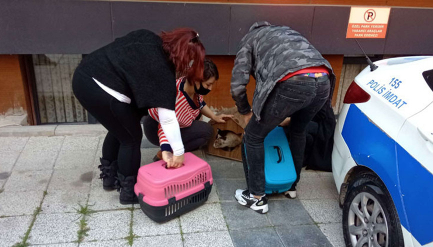 Aylin Sözerin kedileri veterinere götürüldü