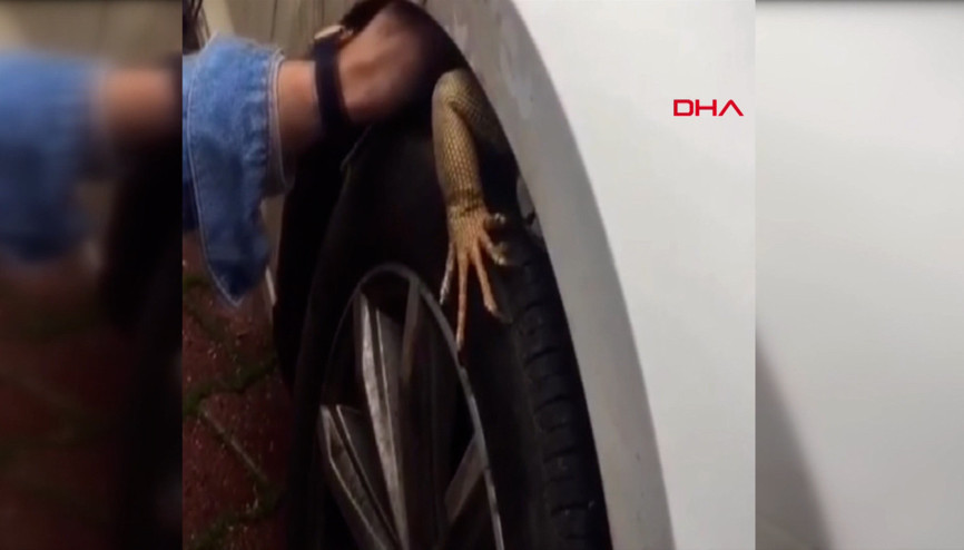 Otomobilin ön tekerine sıkışan iguana, şaşkınlık yarattı