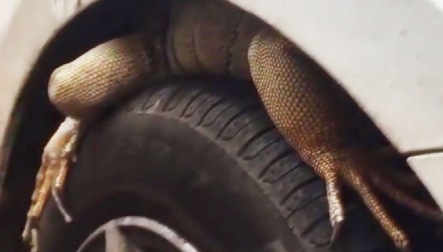 Çok ilginç görüntü Park halindeki araçın ön tekerinden iguana çıktı Çok ilginç görüntü Park halindeki araçın ön tekerinden iguana çıktı