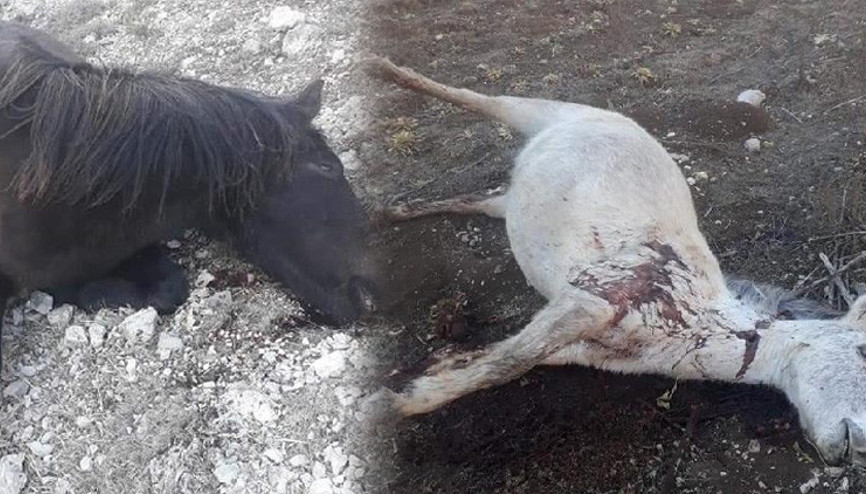 Amasya’da 2 yılkı atı, silahla vurularak öldürüldü