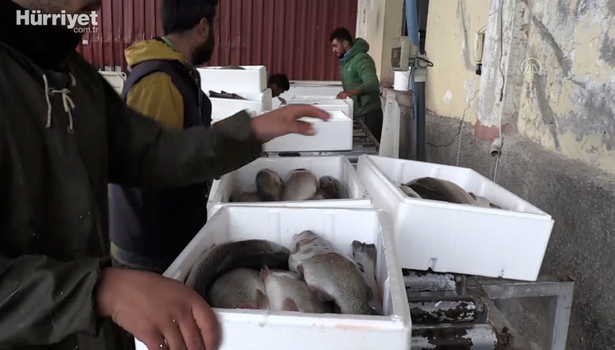 Tarım kentin Şanlıurfadan Avrupaya alabalık ihracatız