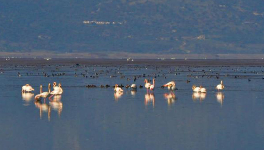 Manisanın kuş cenneti Marmara Gölünden göç