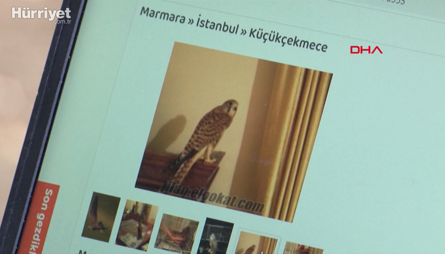 Yaban hayvanlarını internette satıp Türkiyenin her yerine yolluyorlar-
