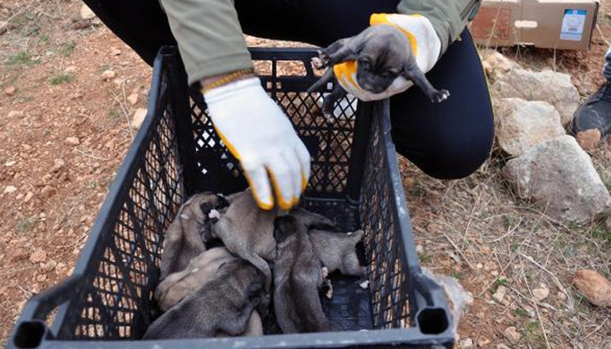 Bahçesine 1i ölü, 11 köpek yavrusu bırakıldı Bahçesine 1i ölü, 11 köpek yavrusu bırakıldı