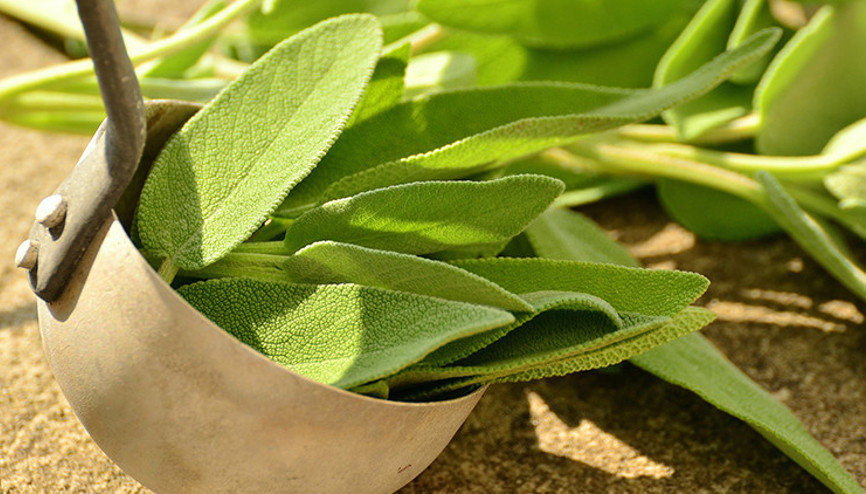 Şifa kaynağı adaçayını tüketirken dikkat Günde iki bardağı geçmemeli