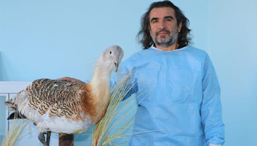 Kırmızı listedeki yaralı yakalı toy, Vanda tedavi altına alındı