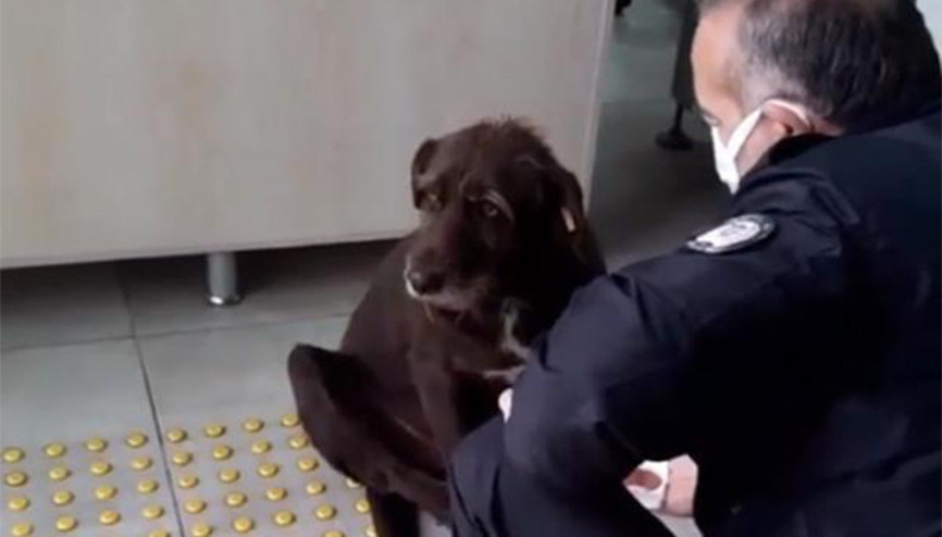 Yağmurda ıslanan köpeğe polis şefkati