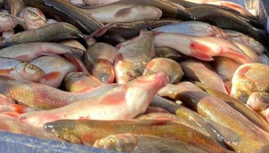 Çoruh Nehrinin buzları kırılarak avlanıyor, lezzetine doyum olmuyor
