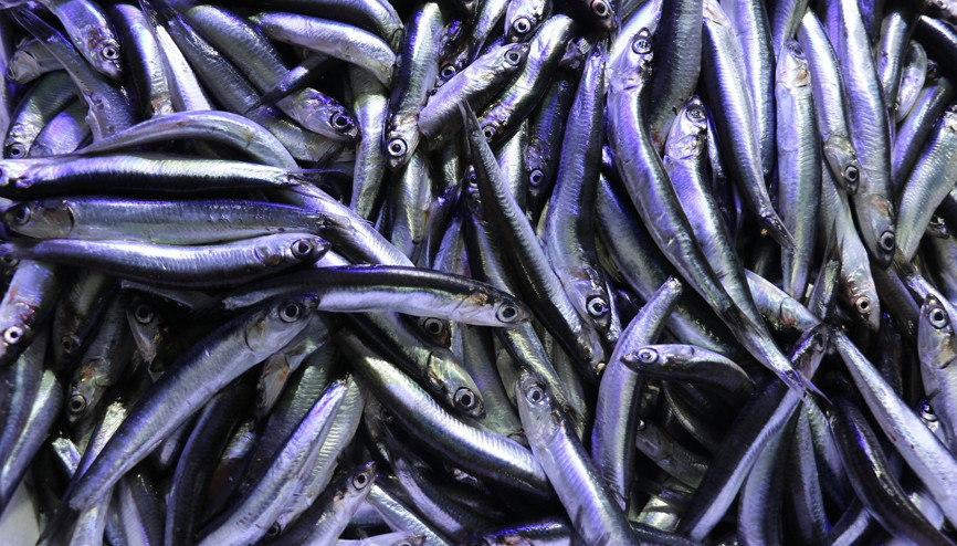 Balıkçılar hamsinin yağlanıp lezzetlenmesi için kar yağmasını bekliyor Balıkçılar hamsinin yağlanıp lezzetlenmesi için kar yağmasını bekliyor