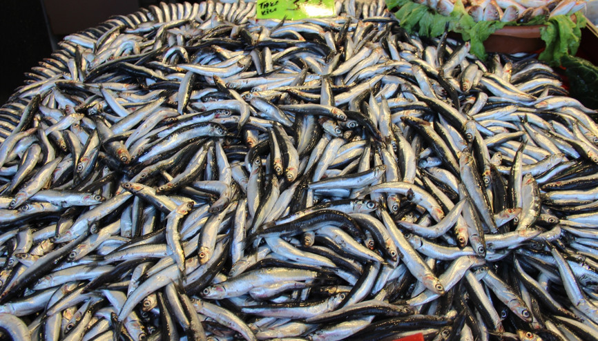 Balıkçılardan hamsi uyarısı: Neslinin devamı için küçük hamsi satışına karşıyız Balıkçılardan hamsi uyarısı: Neslinin devamı için küçük hamsi satışına karşıyız