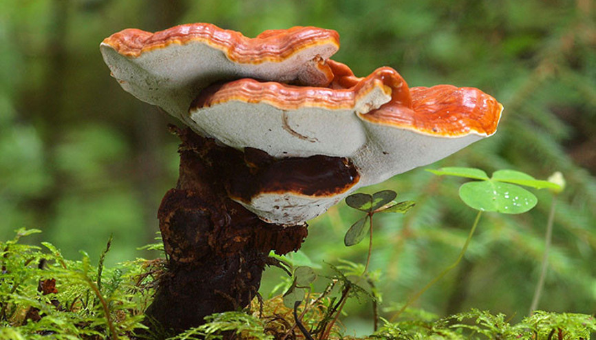 Bu mantar altından pahalı Üstelik artık Türkiyede de üretiliyor