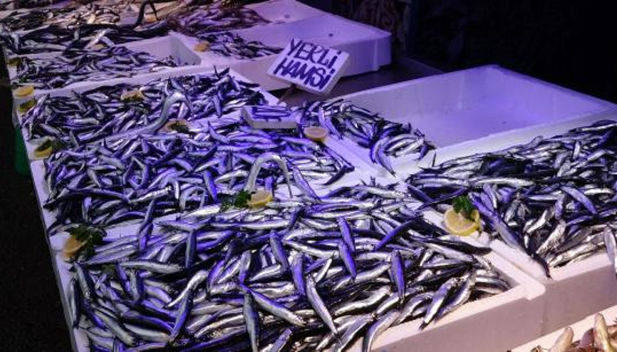 Avı azalan hamsinin fiyatı 30 liraya çıktı