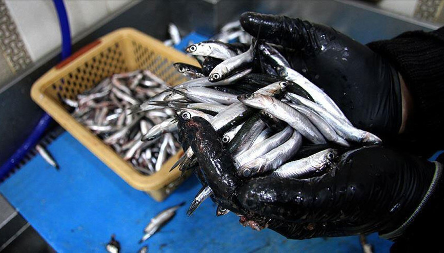 Son dakika... Karadenizde hamsi avı 10 gün yasaklandı