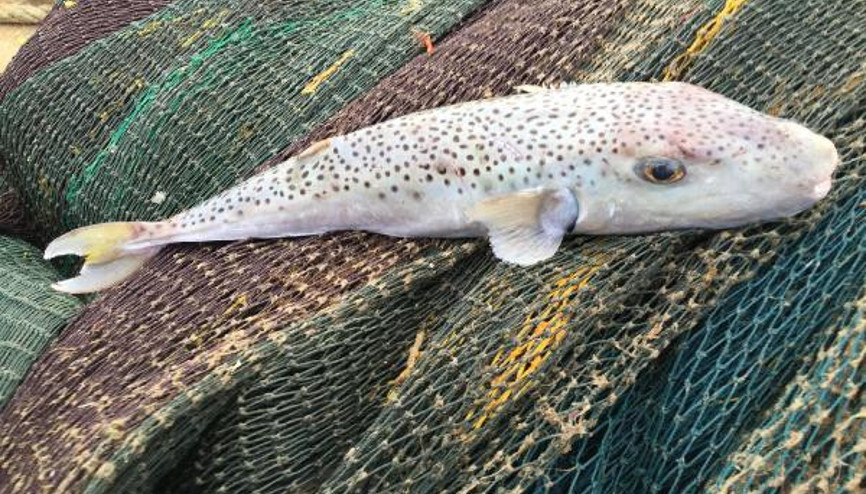 Balon balığı uyarısı Artık her yerde görmek mümkün