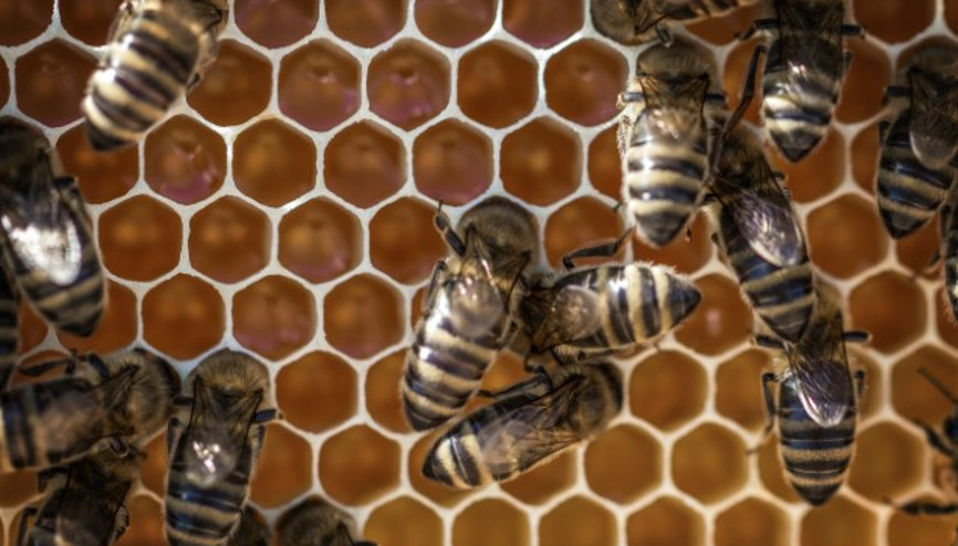 Arı Sütünün 8 Bilinmeyen Faydası Arı Sütünün 8 Bilinmeyen Faydası