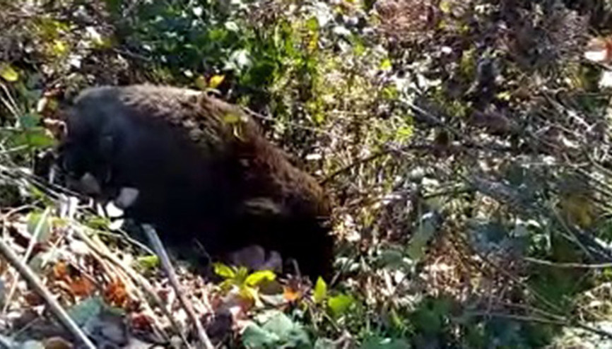 Art arda ölüleri bulundu... Kırklarelinde esrarengiz olay